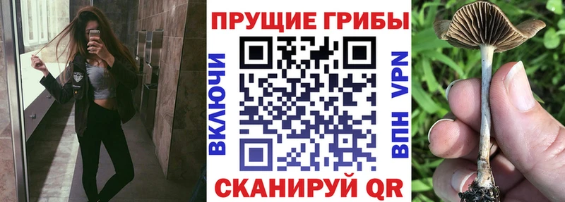 закладки  Нефтекумск  Галлюциногенные грибы Magic Shrooms 